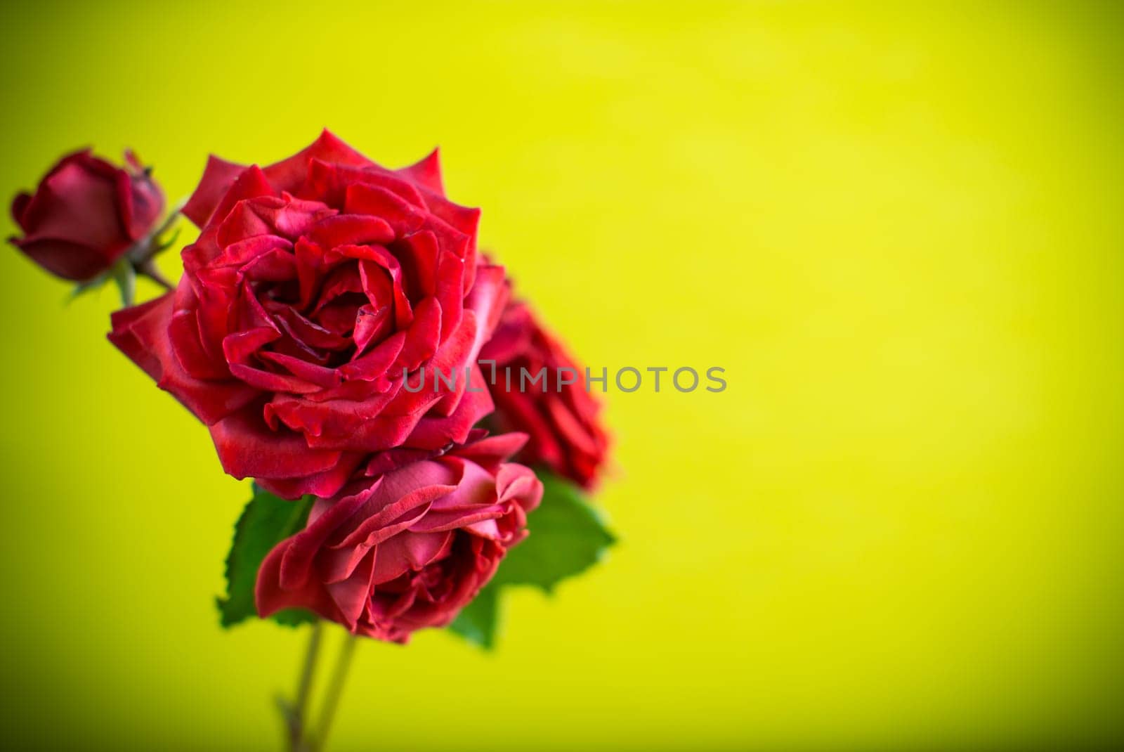 Flowers of beautiful blooming red rose on green background. by Rawlik