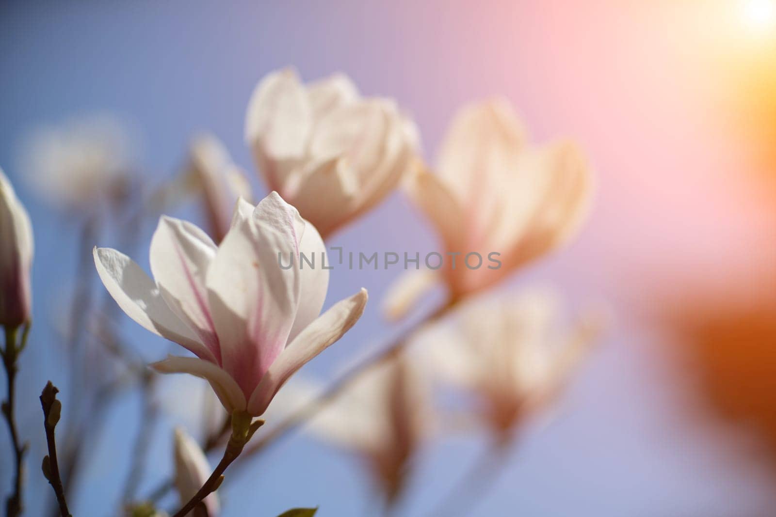 White Magnolia flower blooming on background of blurry white Magnolia on Magnolia tree by Matiunina