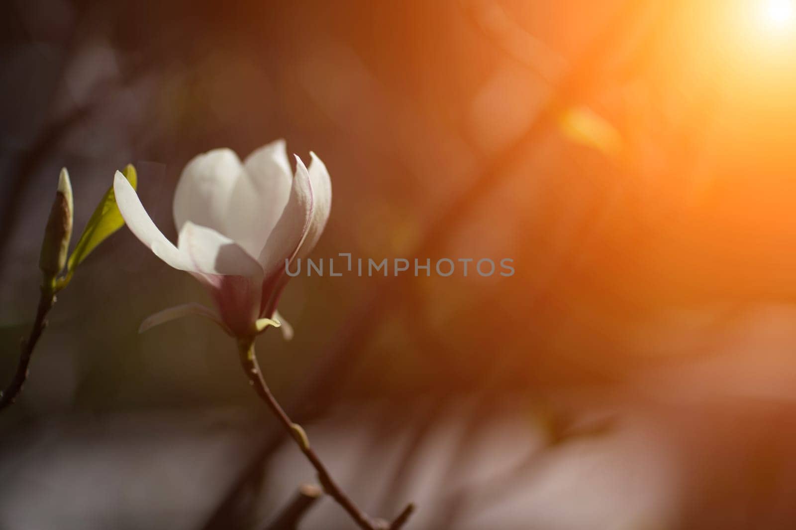 White Magnolia flower blooming on background of blurry white Magnolia on Magnolia tree.