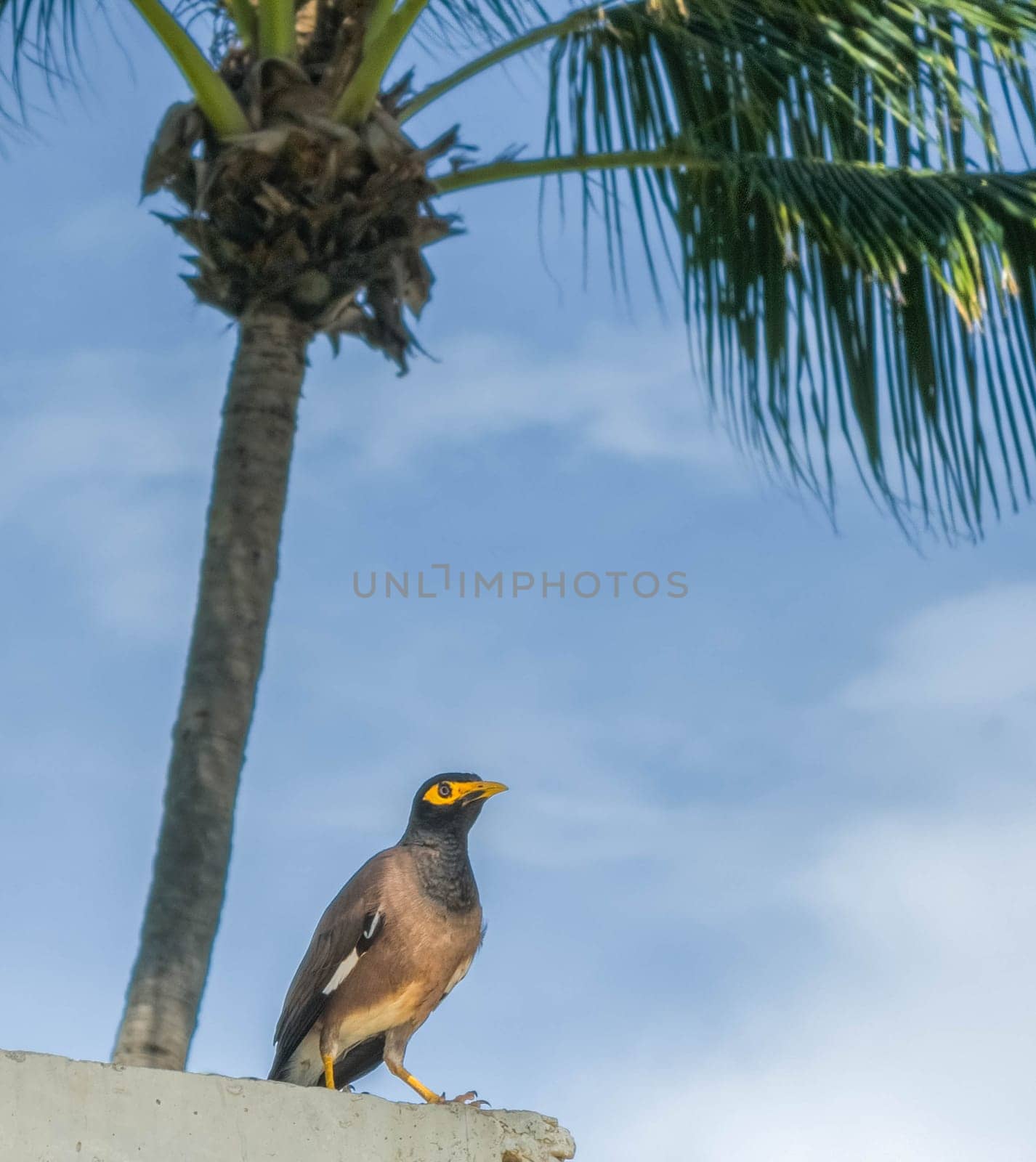 Common myna or Indian myna, Acridotheres tristis, standing on a rock under a palm tree in Phuket, Thailand