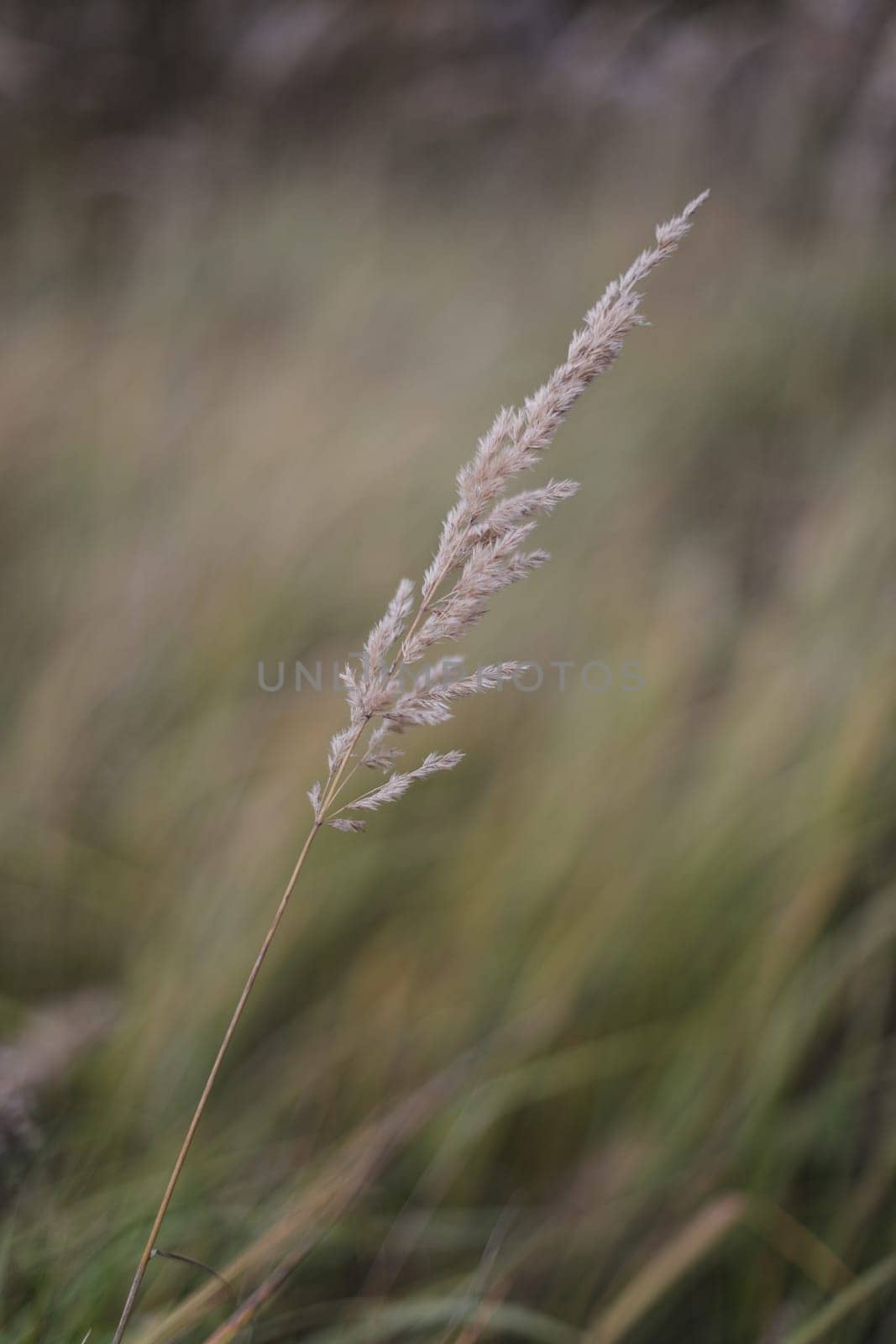grass field on blurred bokeh background close up, ears on meadow soft focus macro, beautiful sunlight autumn lawn, fall season nature landscape, natural green grass texture, copy space.