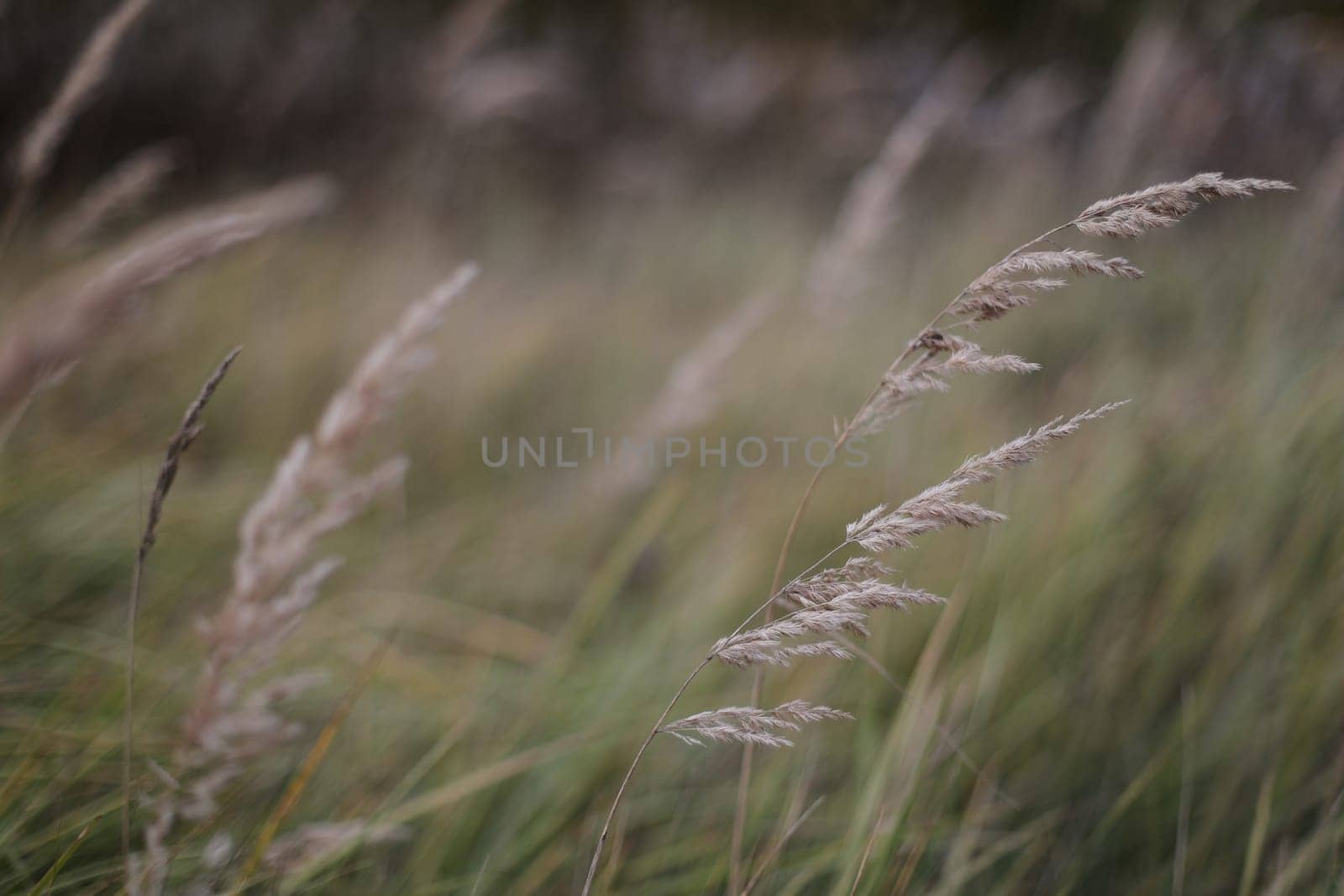 grass field on blurred bokeh background close up, ears on meadow soft focus macro, beautiful sunlight autumn lawn, fall season nature landscape, natural green grass texture, copy space.