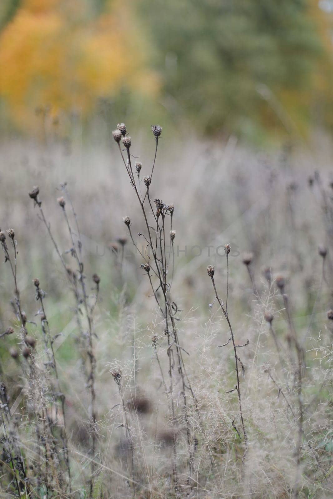 Dried wildflowers with thorns, wild plants, weed in wild environment. Nature, abstract warm landscape in summer golden hour. Amazing natural wallpaper with sepia brown filter. Sunny garden flowers