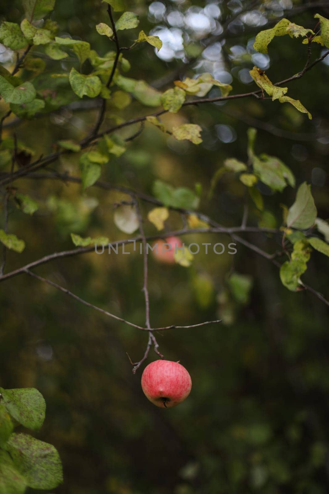 Apple hanging on the branch in the apple orchad during autum. Big red delicious apple on a tree branch in the fruit garden at Fall Harvest. Autumn cloudy day, soft shadow. by paralisart