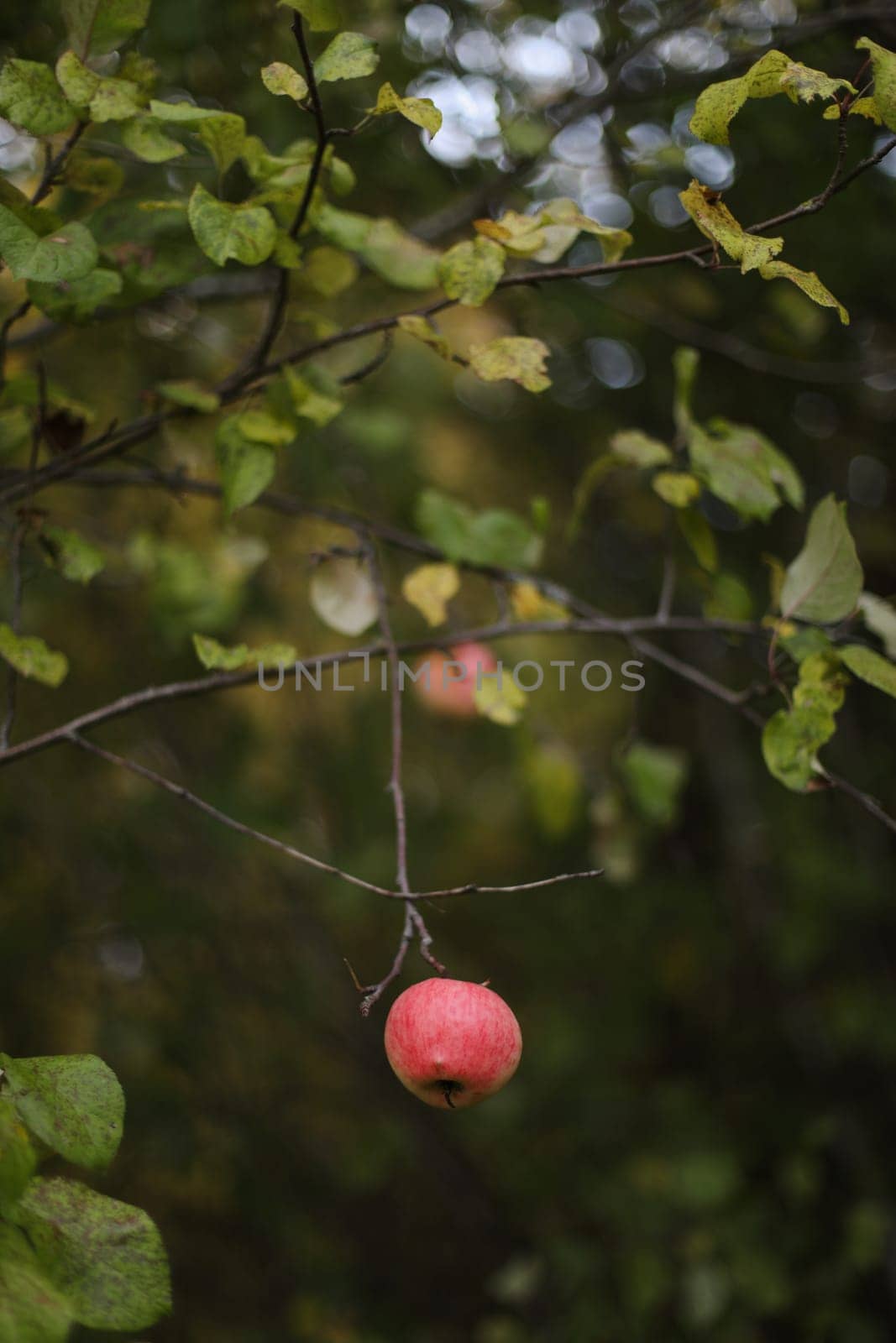 Big red delicious apple on a tree branch in the fruit garden at Fall Harvest. Autumn cloudy day, soft shadow.