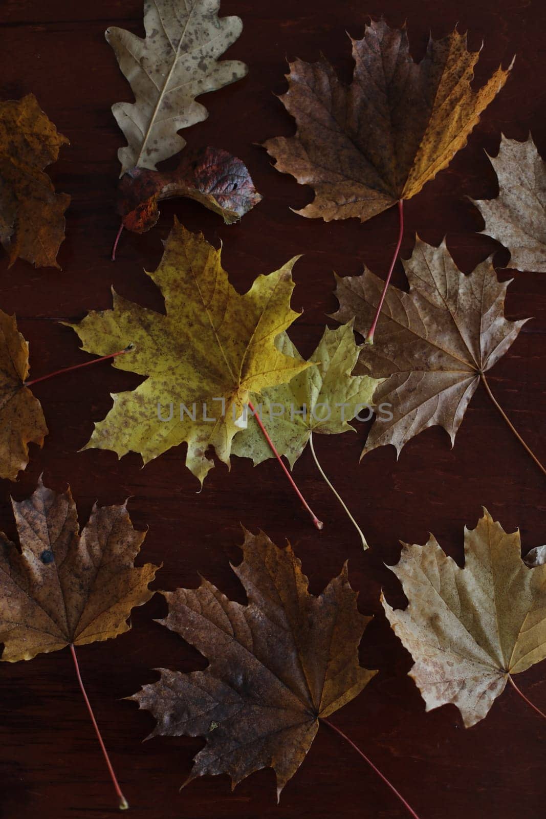 Maple leaves. Collection of multicolored fallen autumn leaves isolated on dark background by paralisart