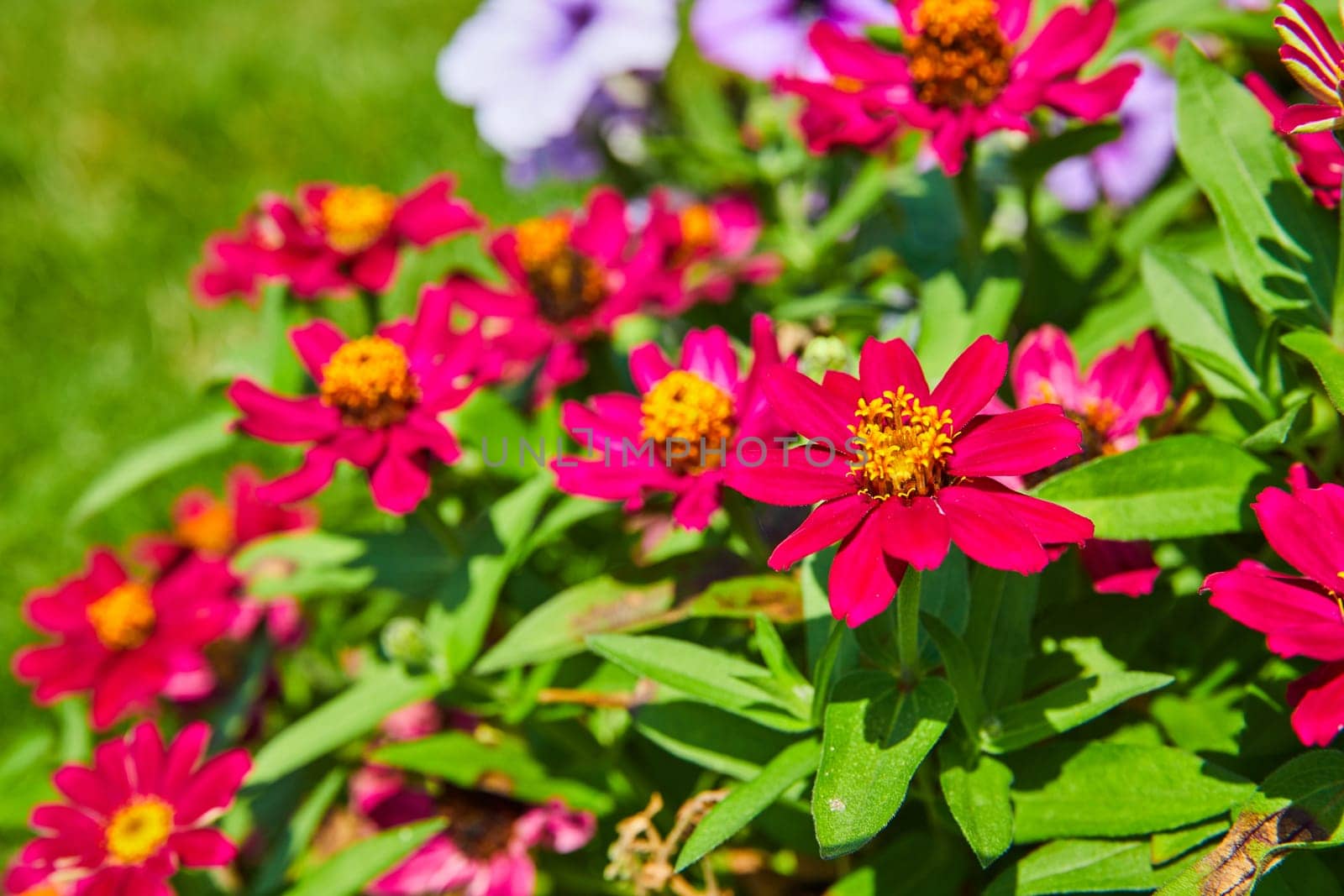 Image of Hot pink flowers with gorgeous golden yellow middle with pollen close up of bush