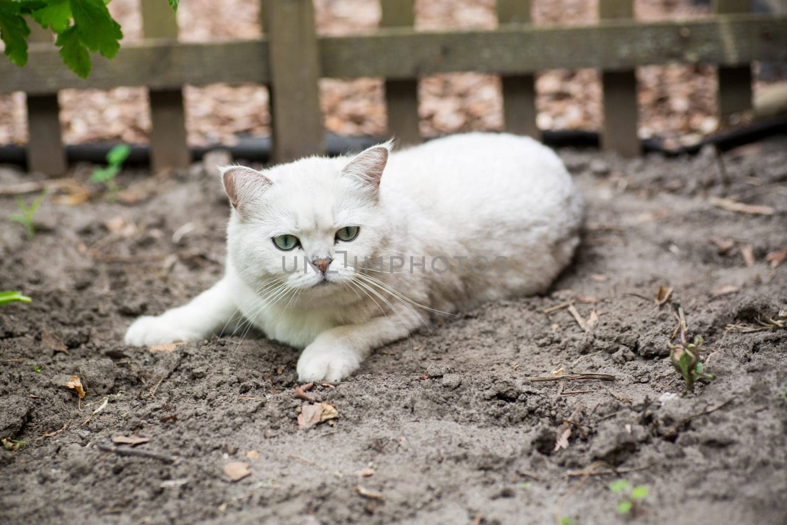 An adult cat of breed Scottish chinchilla of light gray color walks outdoors