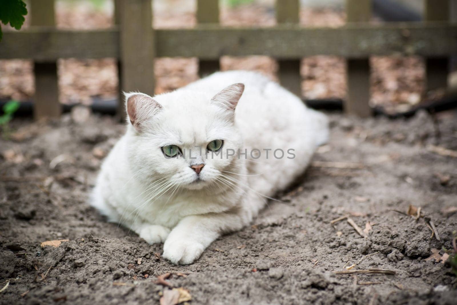 An adult cat of breed Scottish chinchilla of light gray color walks outdoors