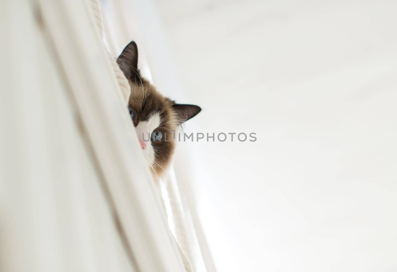 Beautiful young white purebred Ragdoll cat with blue eyes, at home.