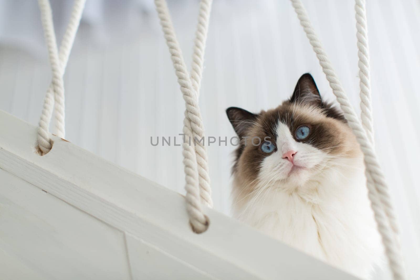 Beautiful young white purebred Ragdoll cat with blue eyes, at home.