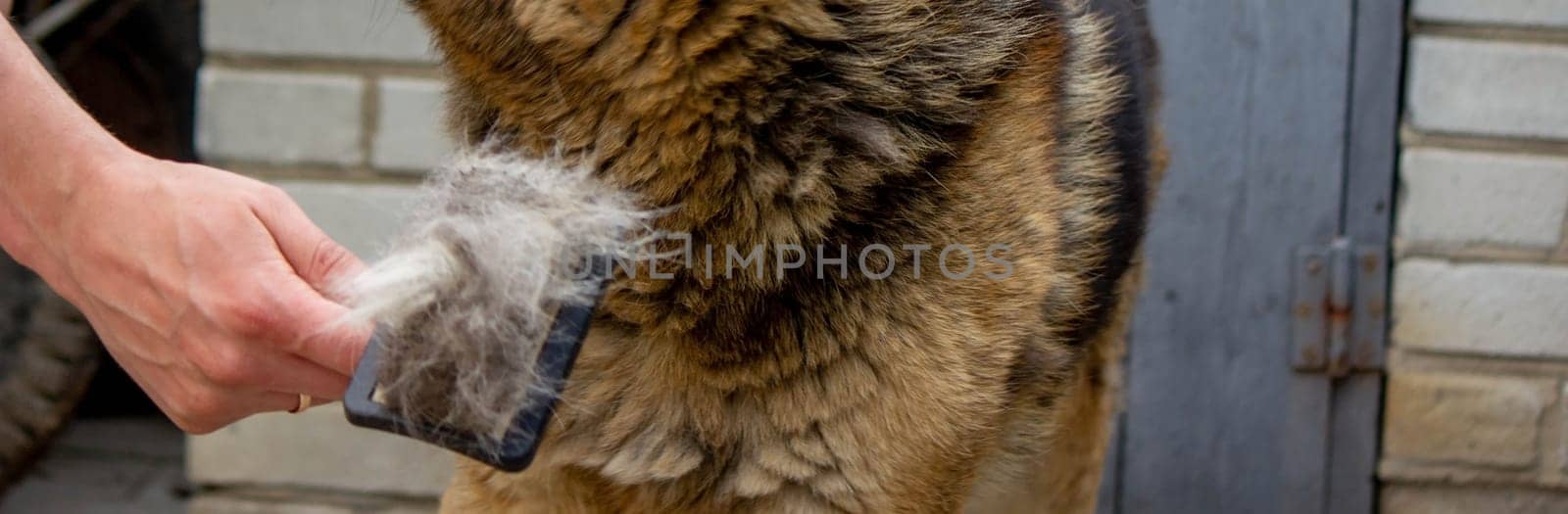 a man combs a dog's fur with a brush. Selective focus