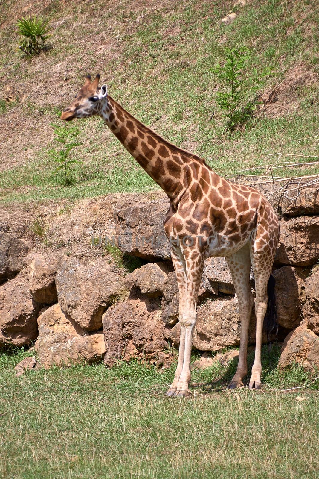 A lone giraffe leaning on large rocks by raul_ruiz