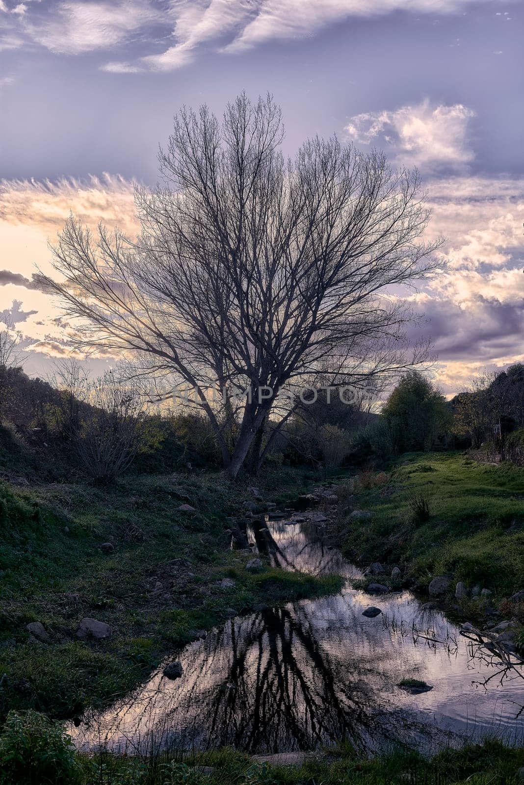 A large poplar tree in winter reflected in the river by raul_ruiz