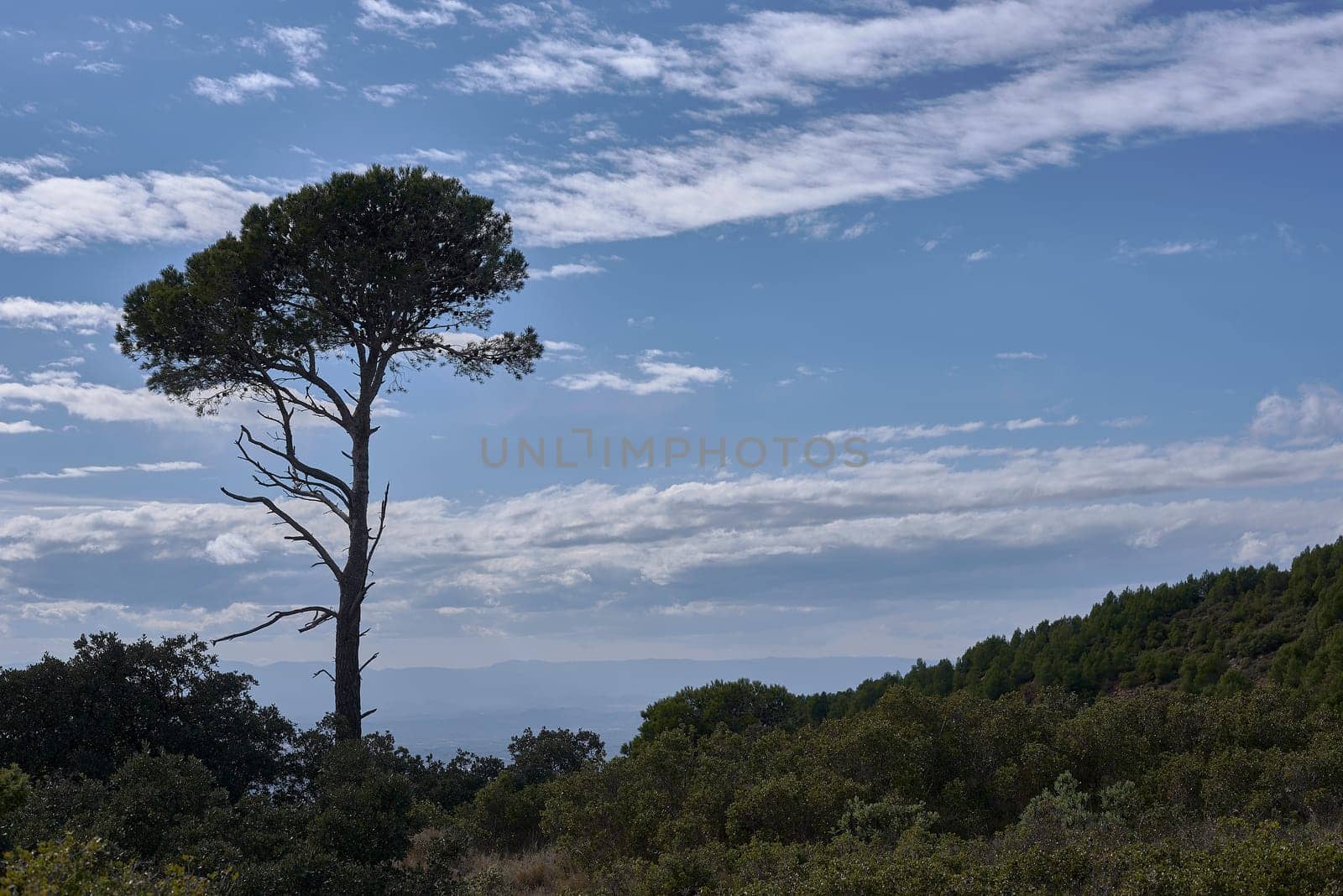 A large pine tree surrounded by low vegetation.Empty space, clouds, dry branches, luminous sky, environment conservation
