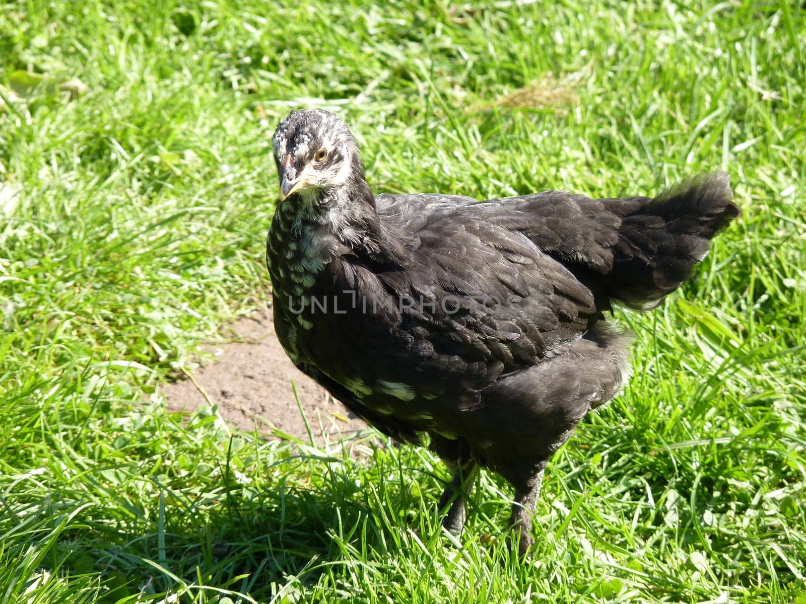 chicken