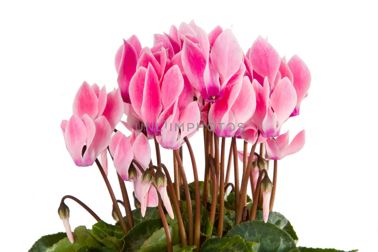 Usmabara violet in pot isolated on white background