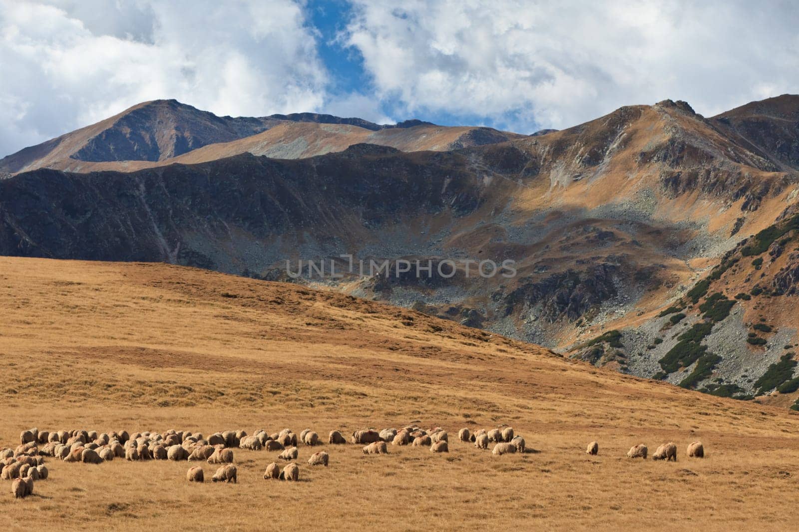 a flock of sheep in a mountain valley