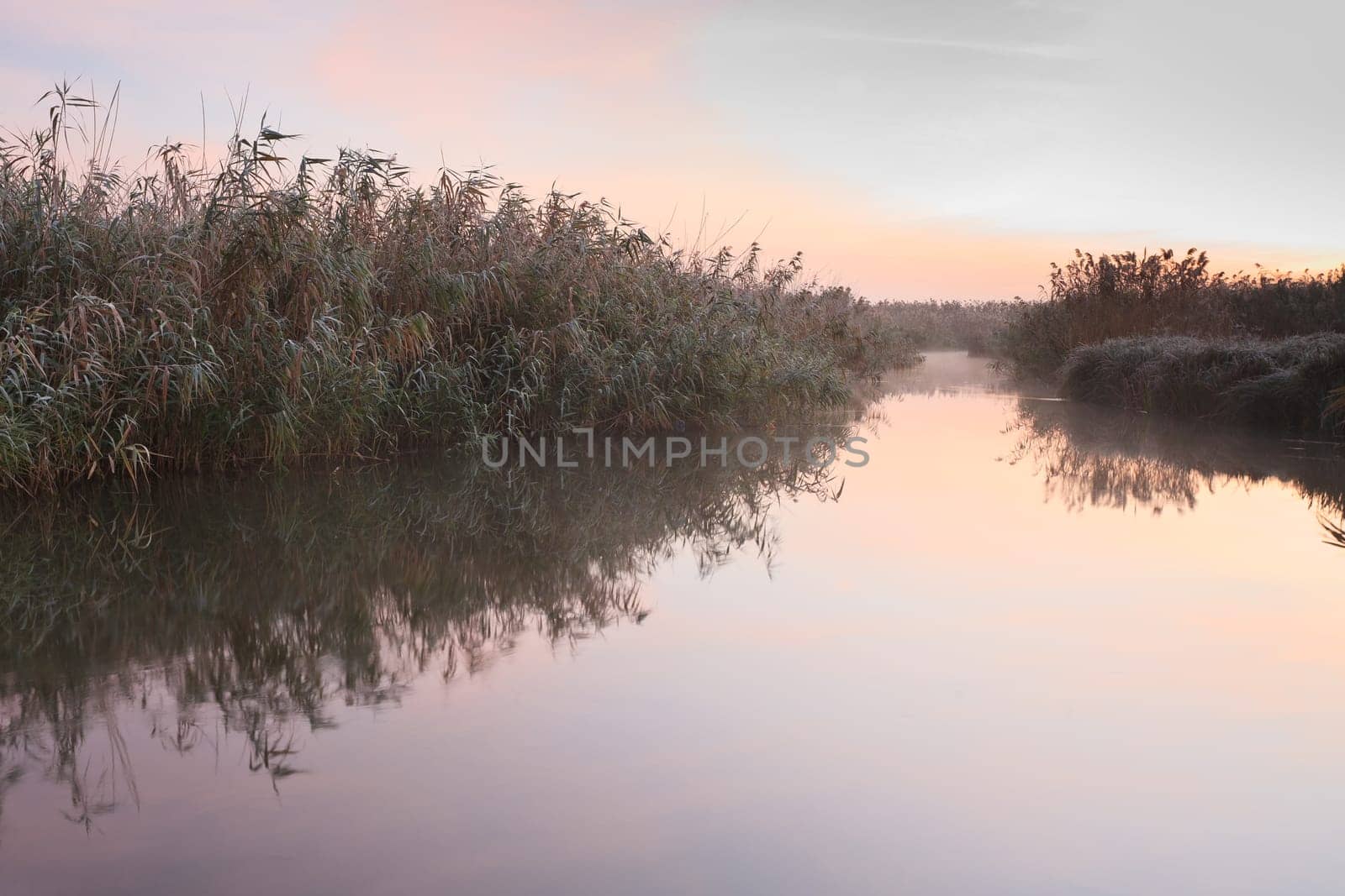 reed reflection on the lake before sunrise