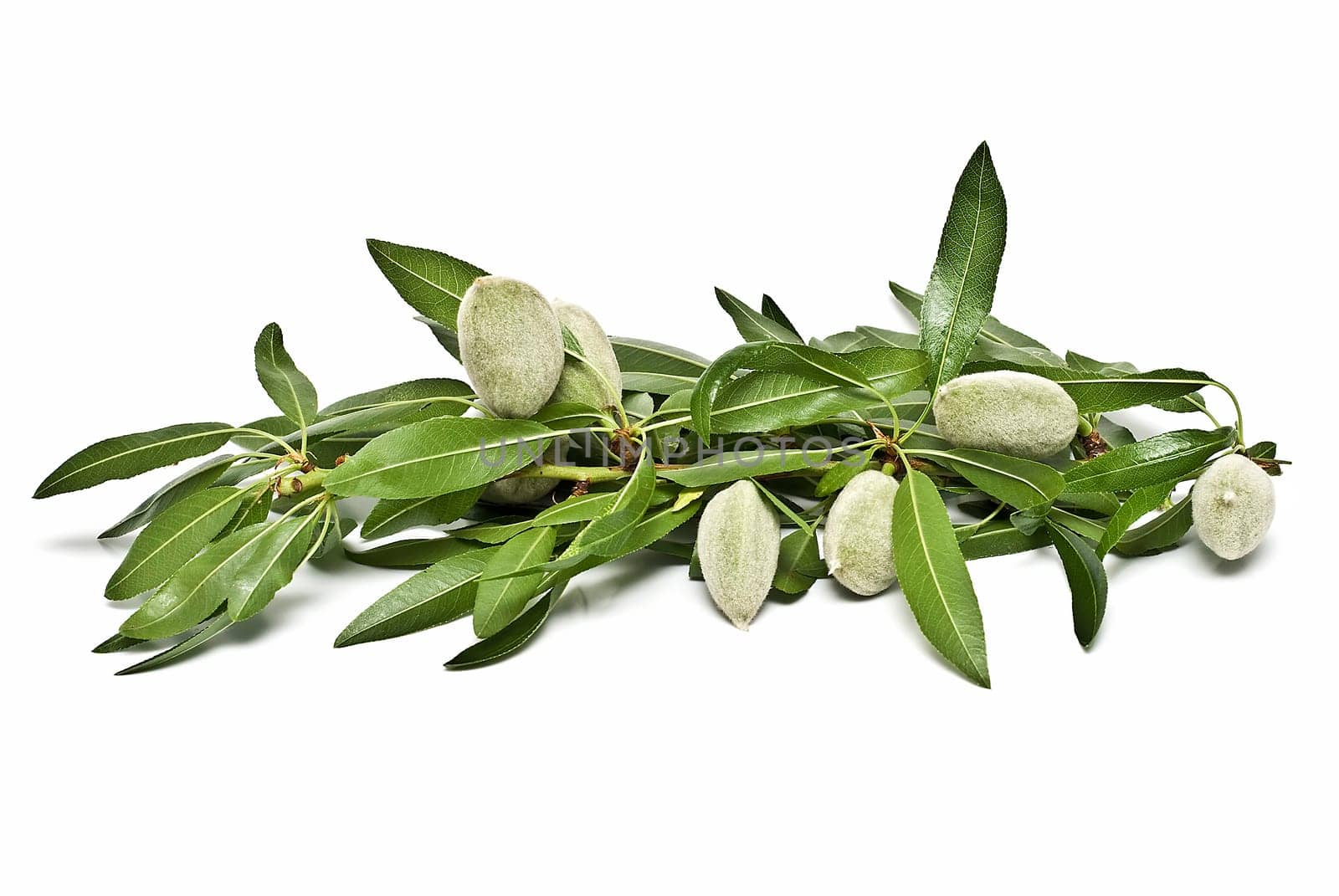 Green raw almonds isolated over a white background.