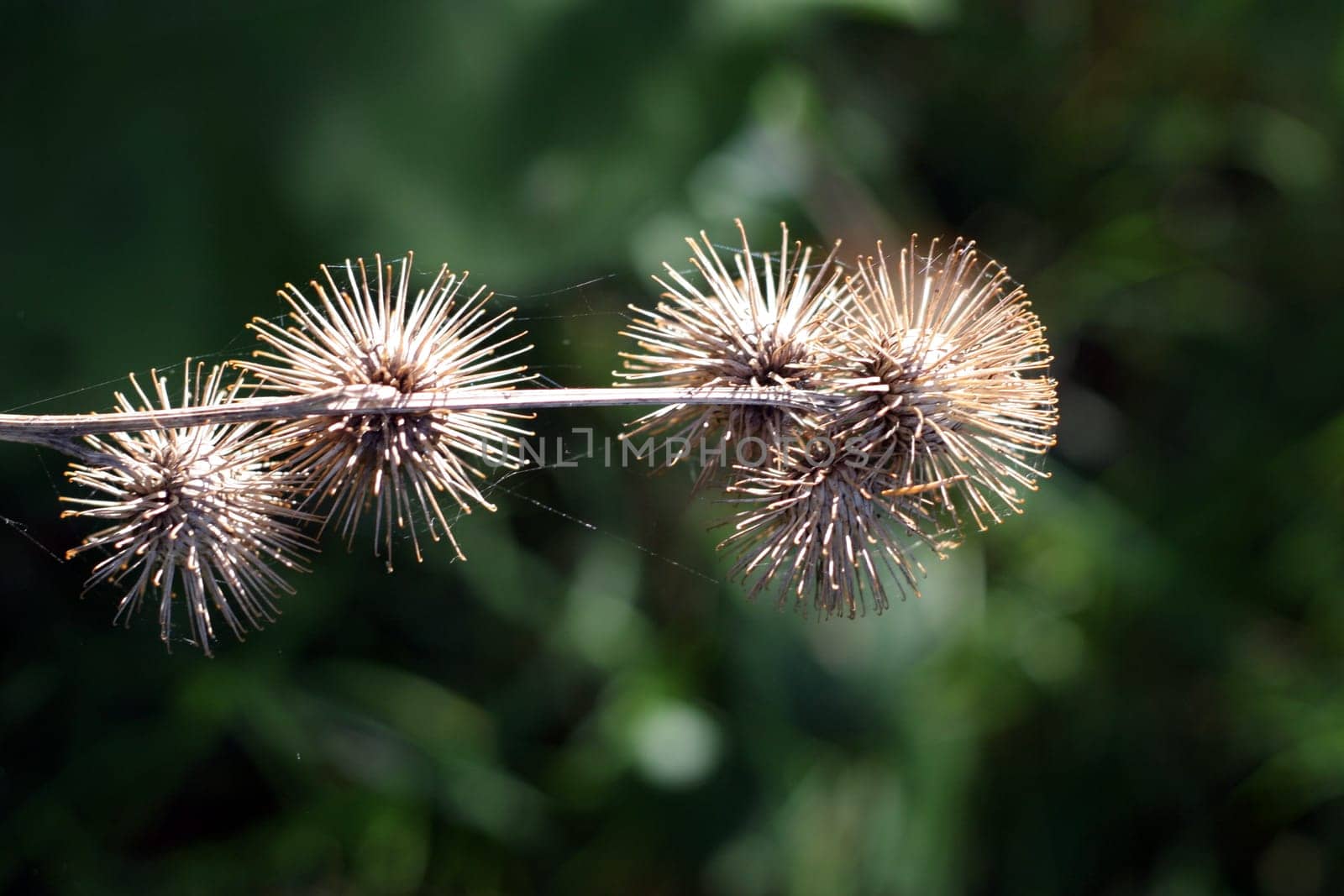 Thistles in autumn