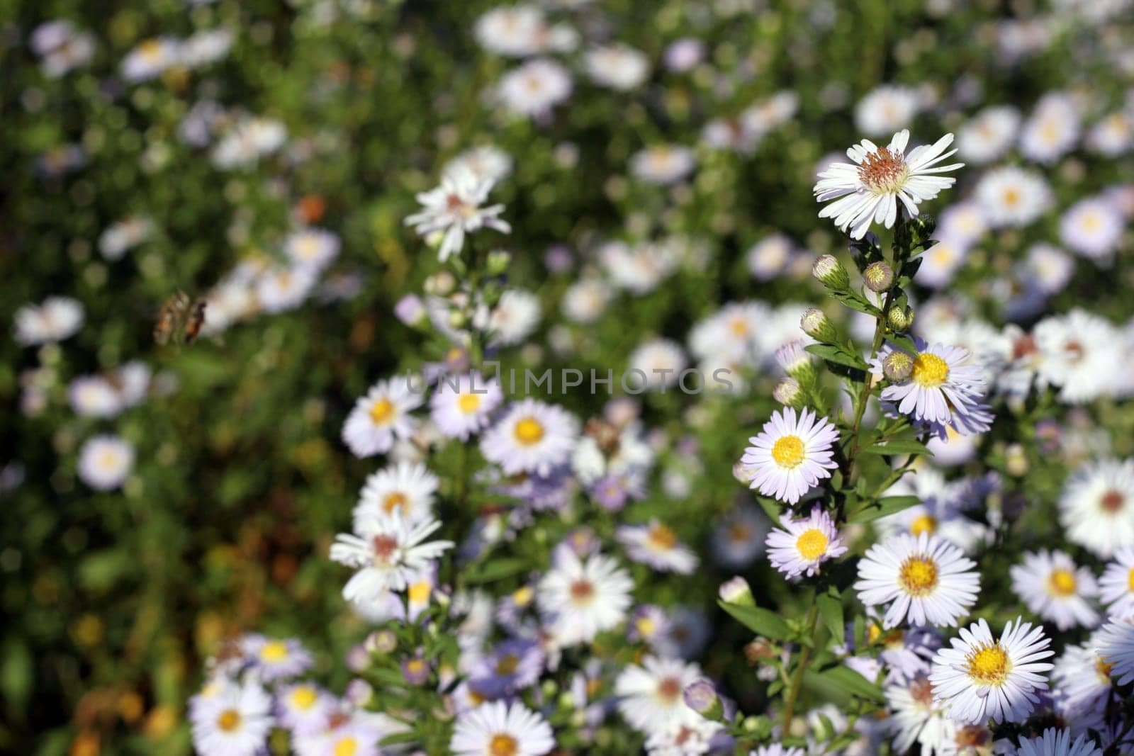 Flowers in autumn