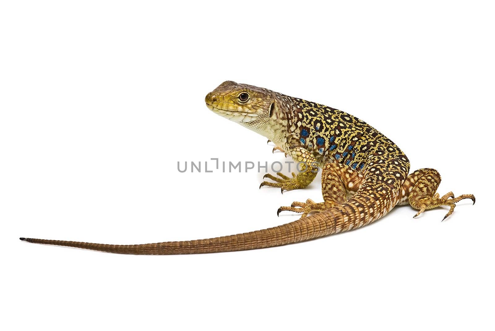 Colorful lizard isolated over a white background.
