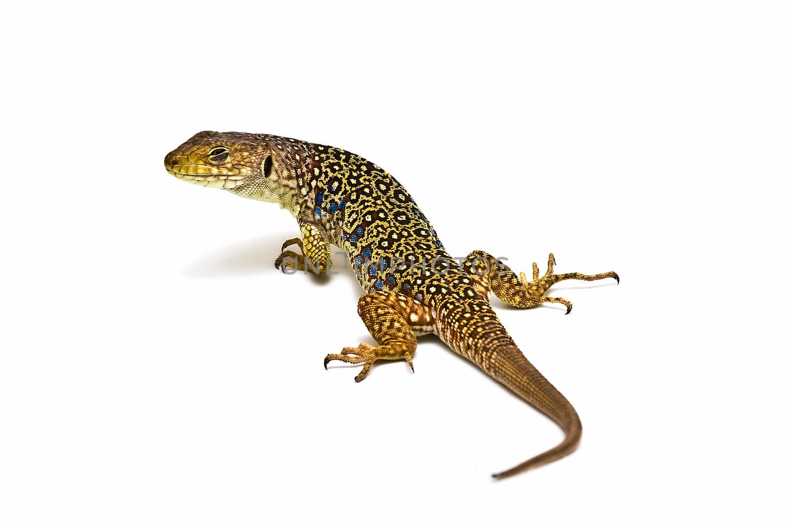 Colorful lizard isolated over a white background.