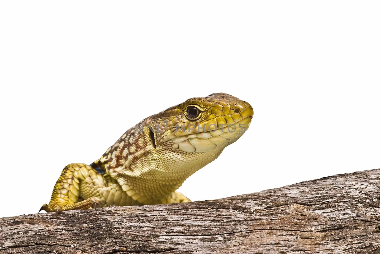 Colorful lizard on a dry branch isolated over a white background.