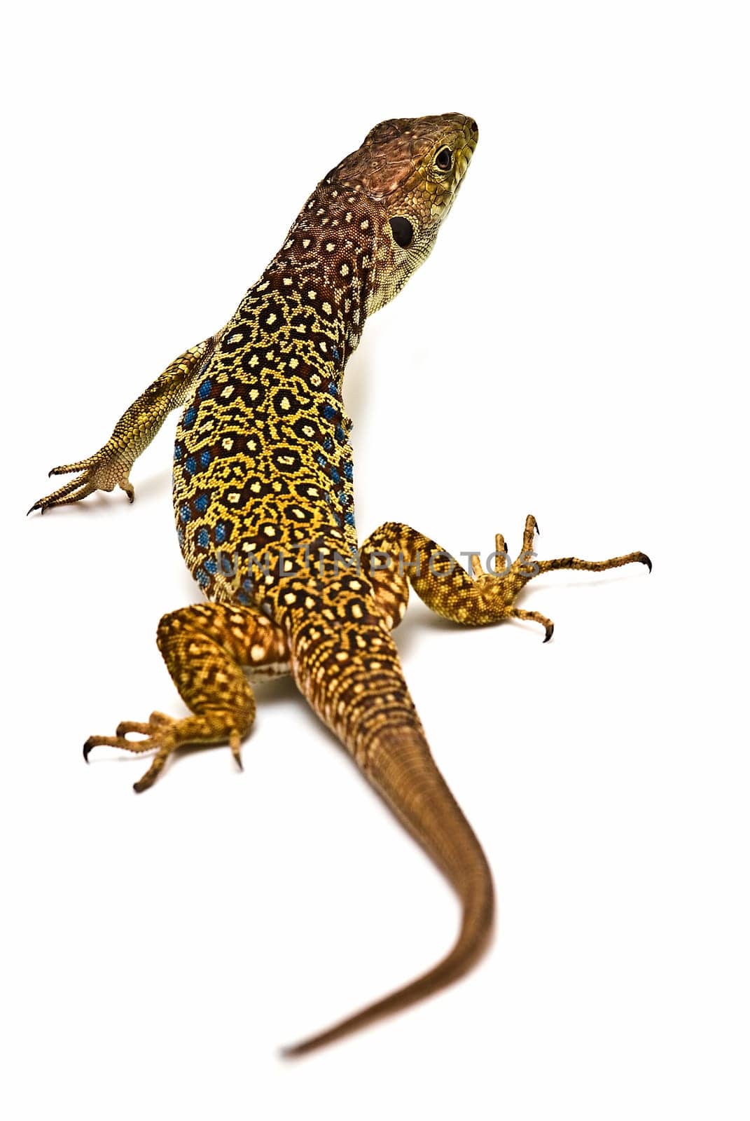 Colorful lizard isolated over a white background.