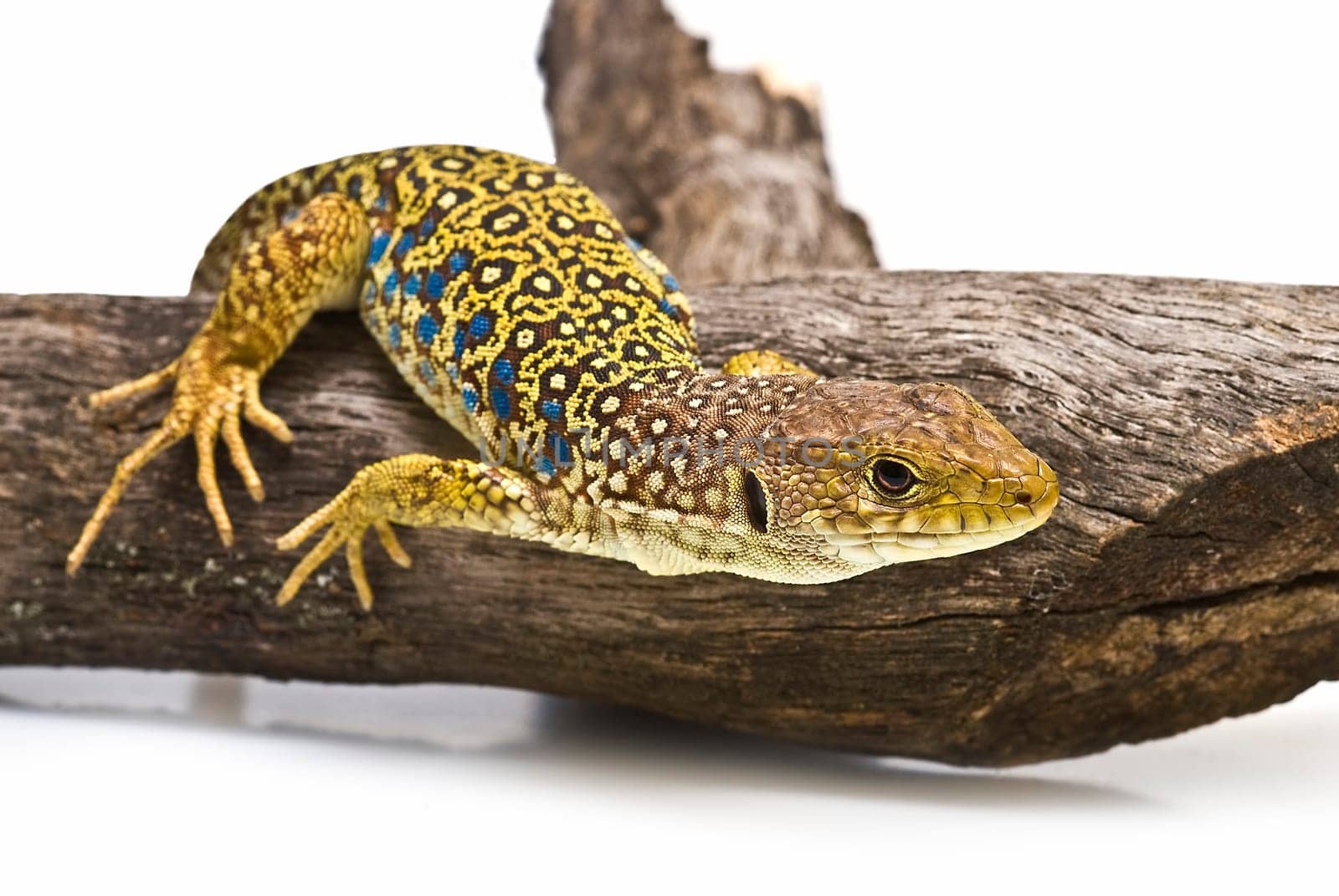 Colorful lizard on a dry branch isolated over a white background.