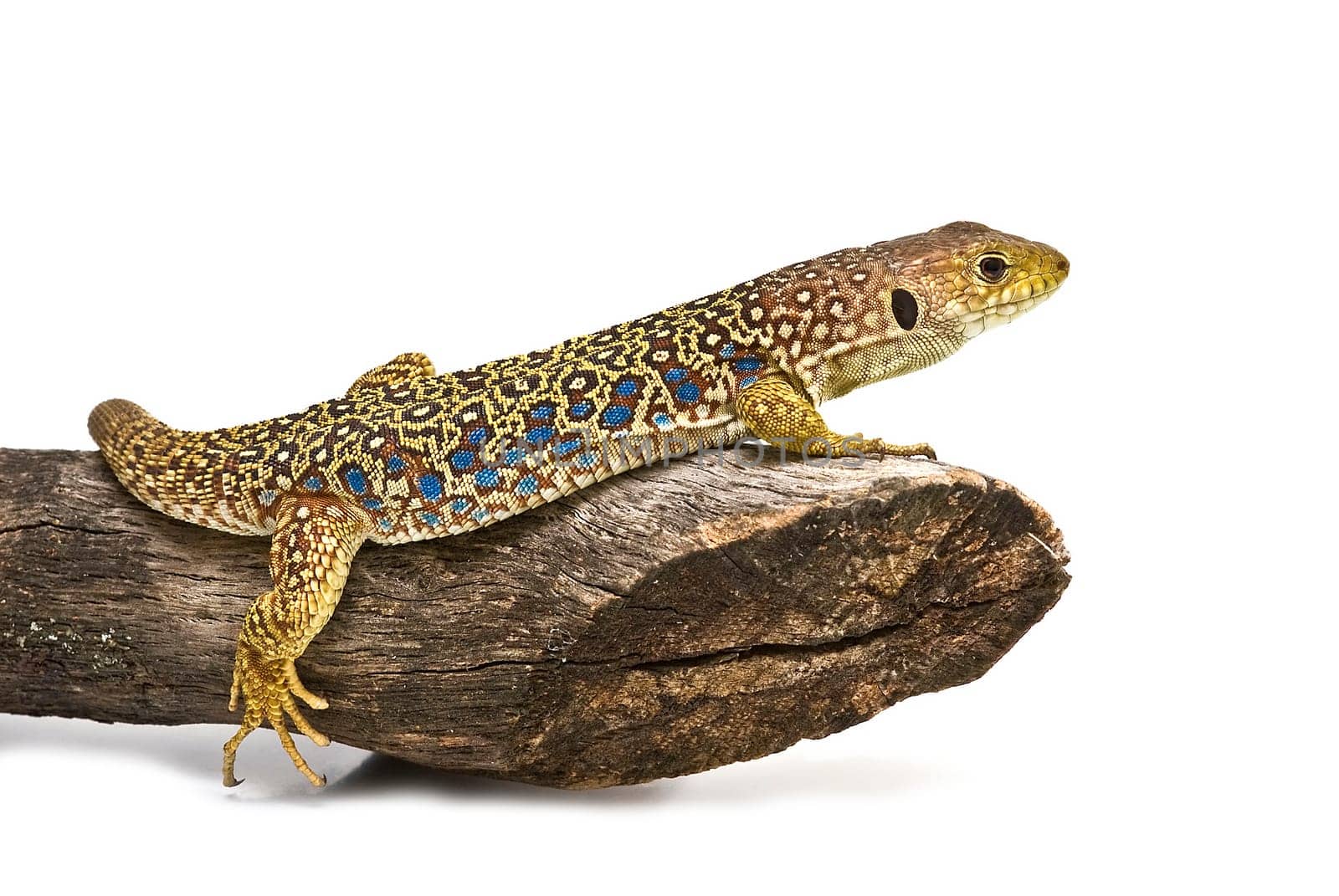 Colorful lizard on a dry branch isolated over a white background.