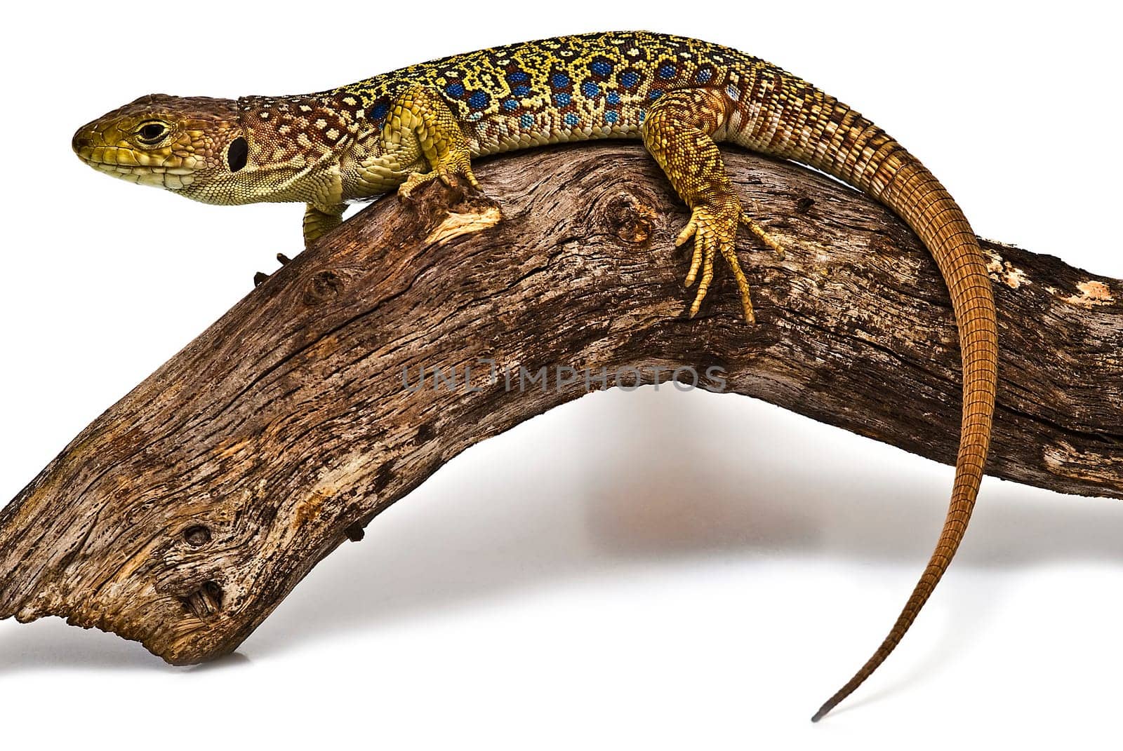 Colorful lizard on a dry branch isolated over a white background.
