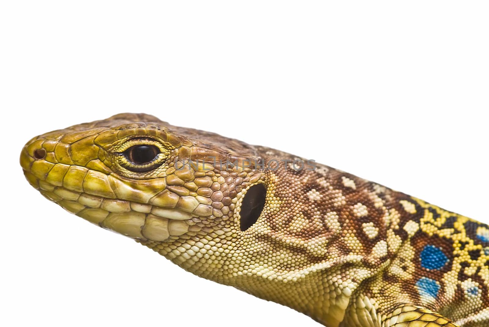 Colorful lizard isolated over a white background.