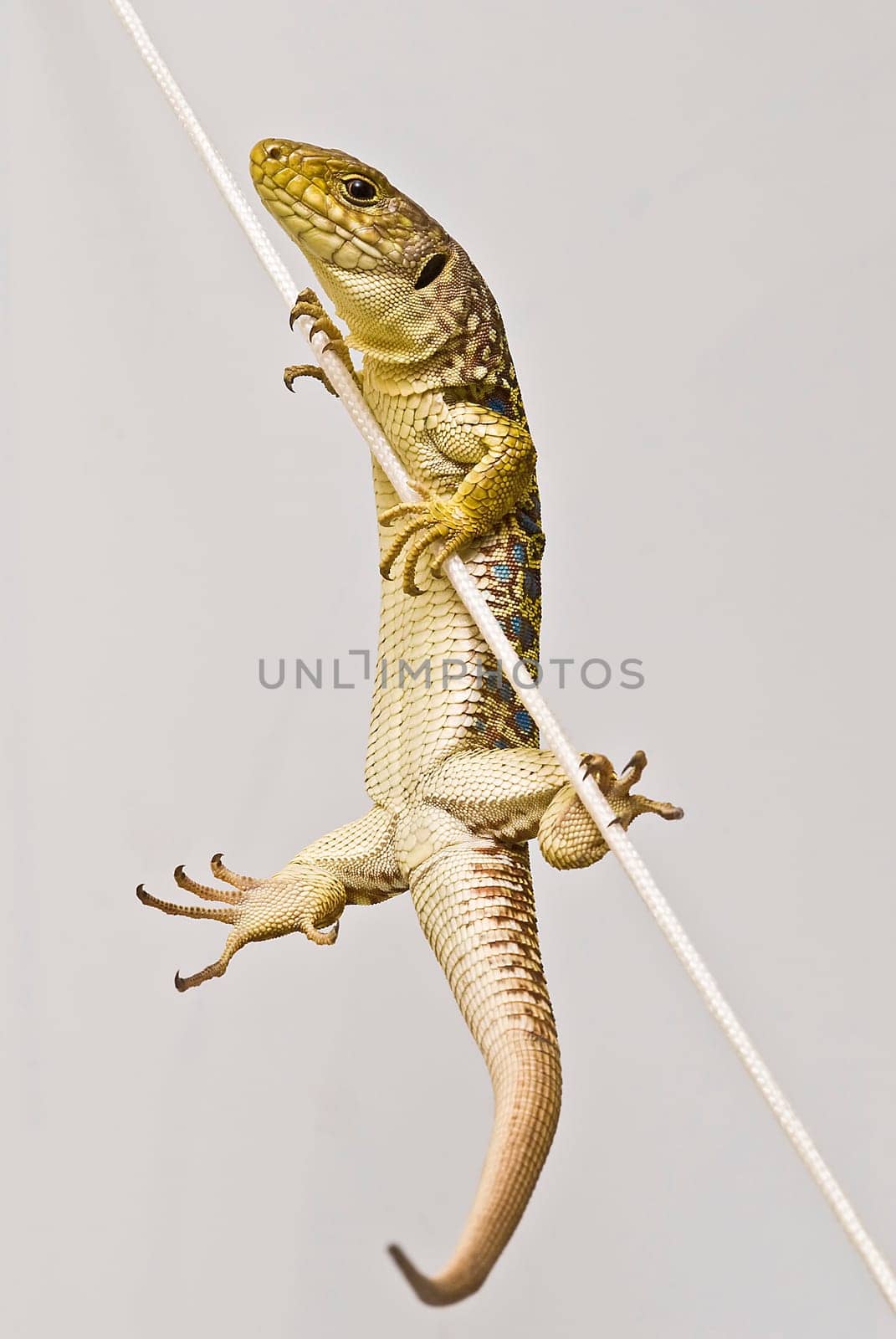A colorful lizard climbing on a cord.