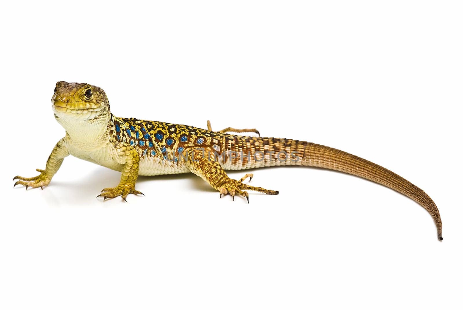 Colorful lizard isolated over a white background.