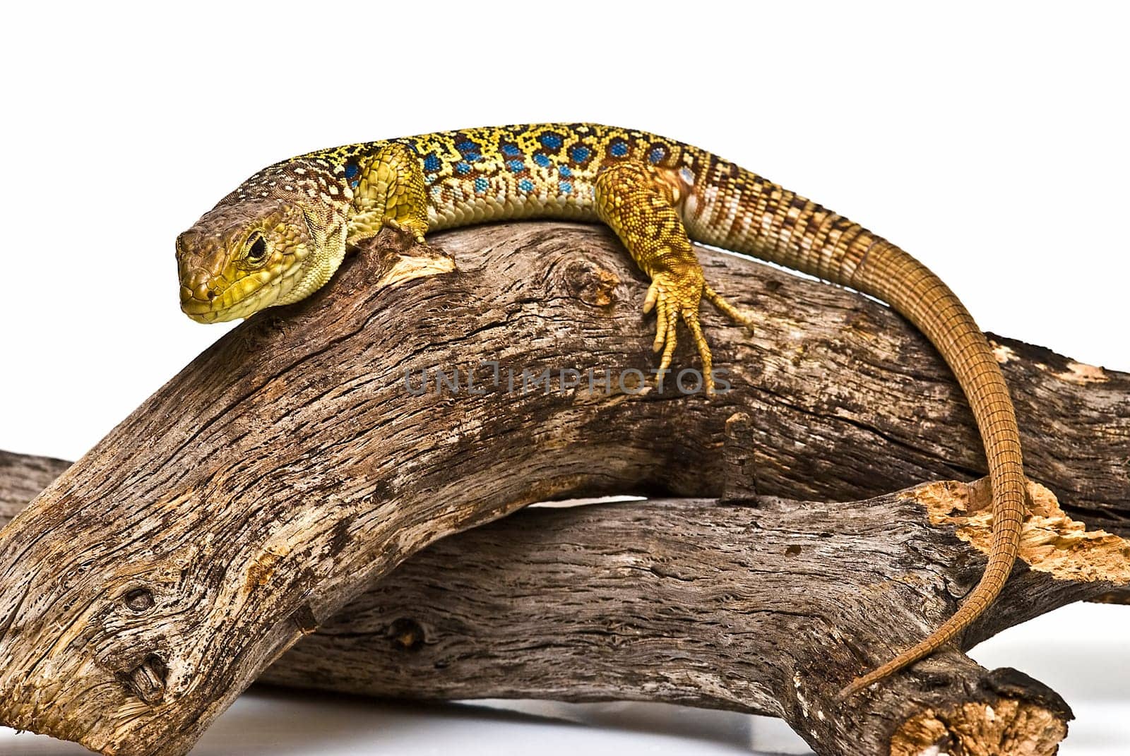 Colorful lizard on a dry branch isolated over a white background.