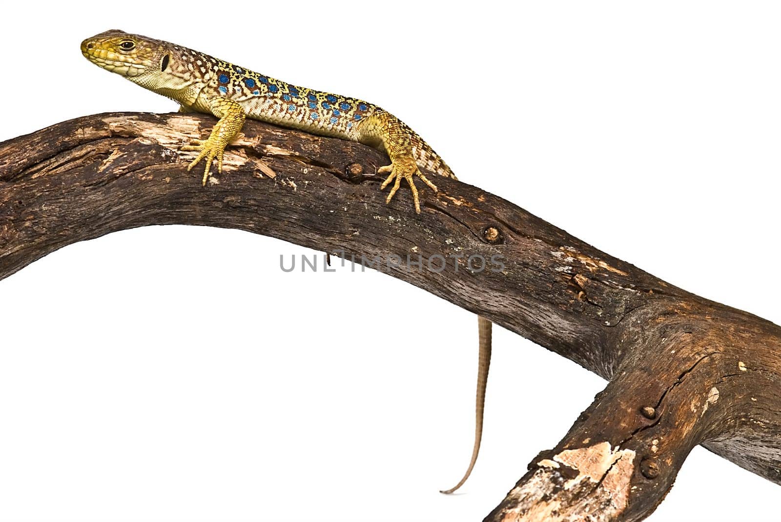 Colorful lizard on a dry branch isolated over a white background.