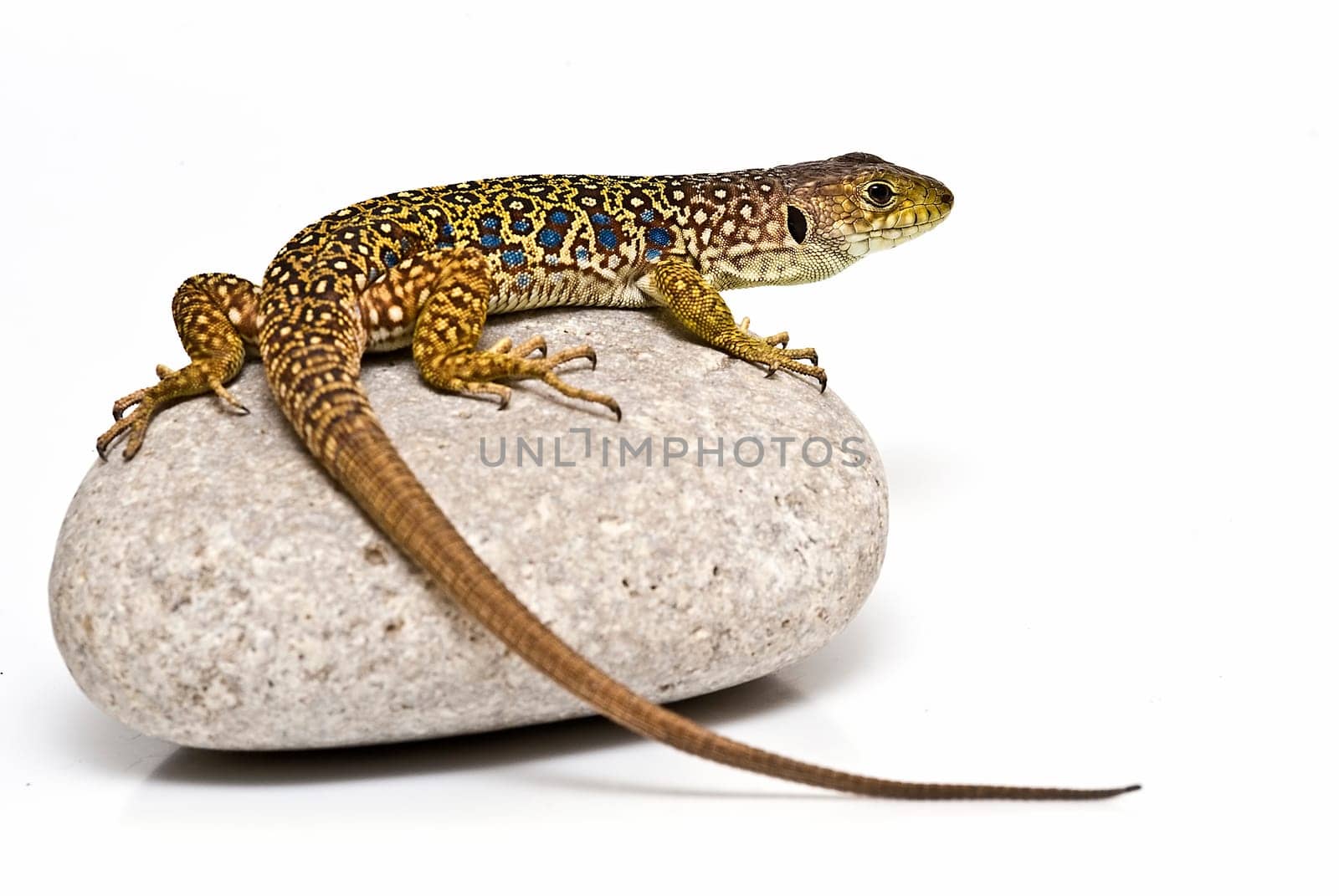 A colorful lizard on a stone isolated over a white background.