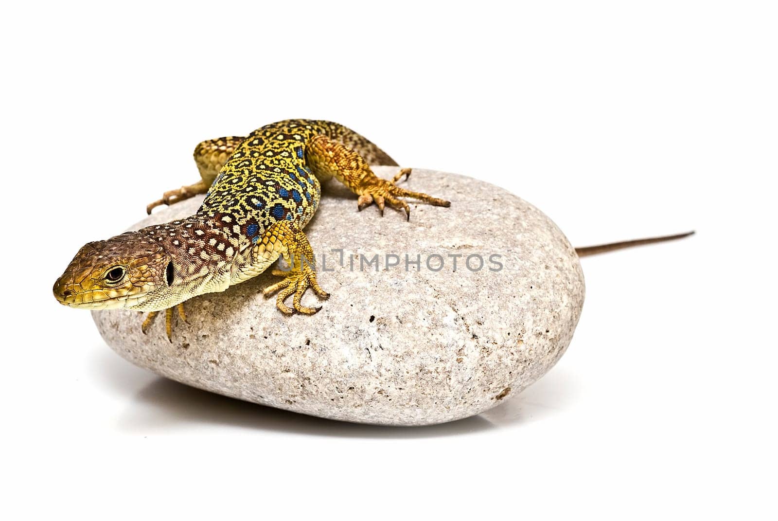 A colorful lizard on a stone isolated over a white background.