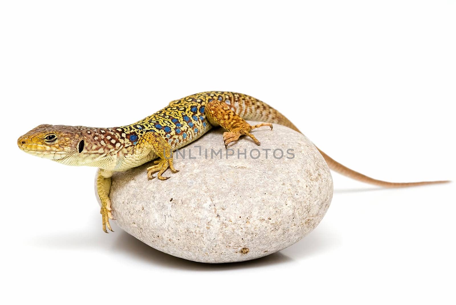 A colorful lizard on a stone isolated over a white background.