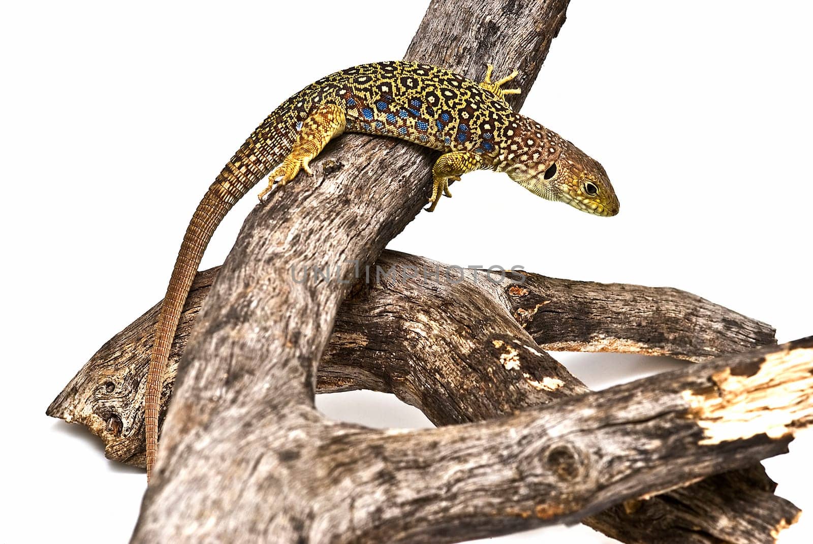 Colorful lizard on a dry branch isolated over a white background.