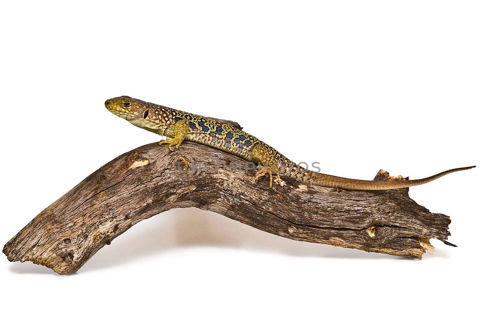 Colorful lizard on a dry branch isolated over a white background.
