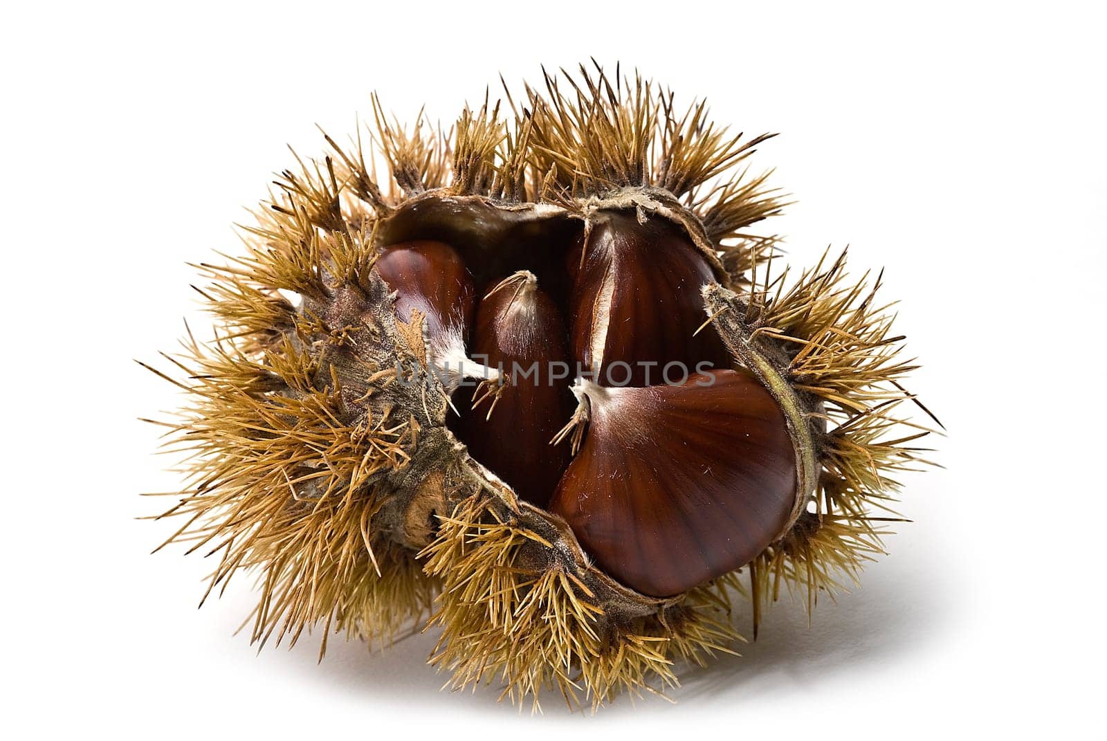 Some fresh chestnuts isolated over a white background.