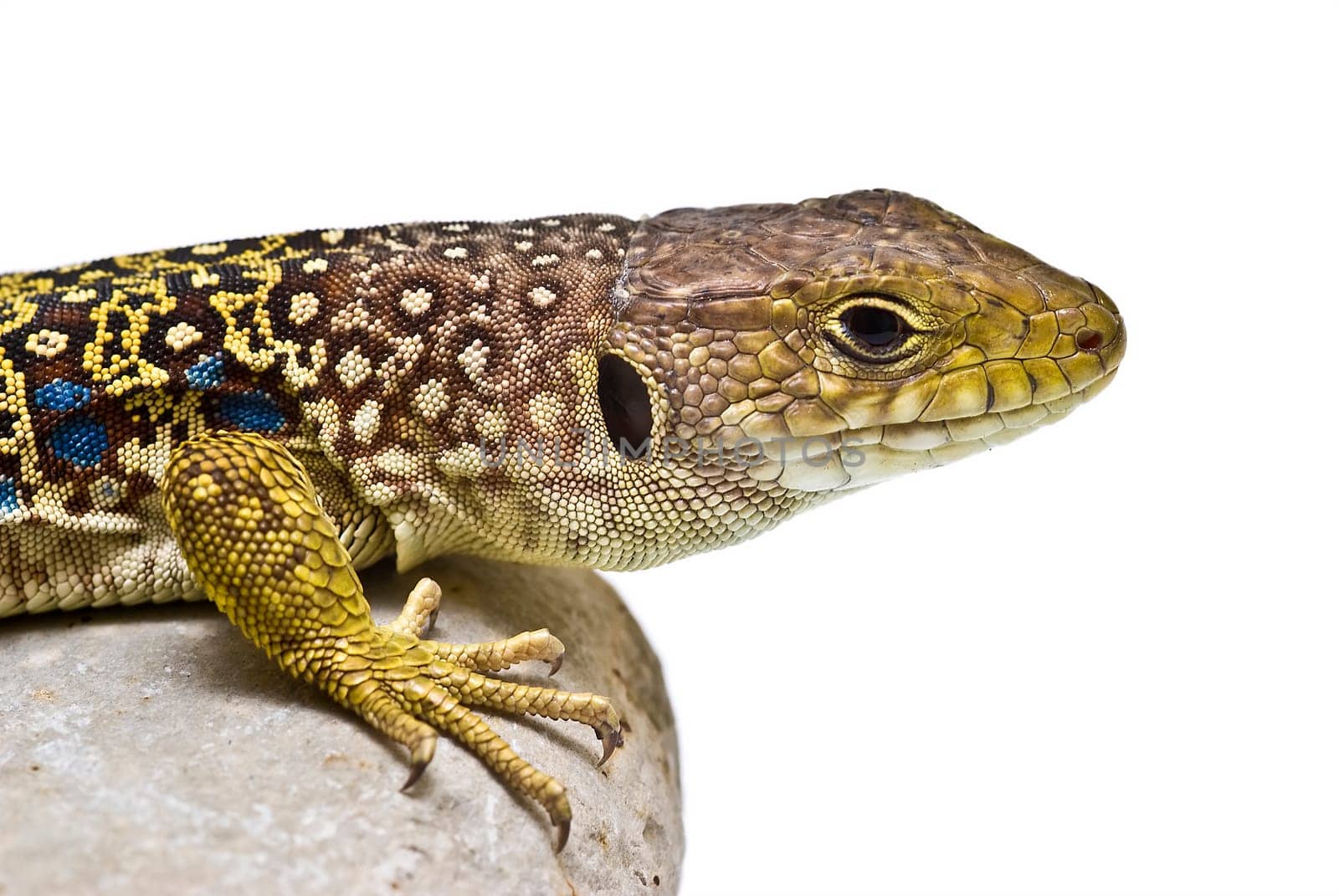 A colorful lizard on a stone isolated over a white background.