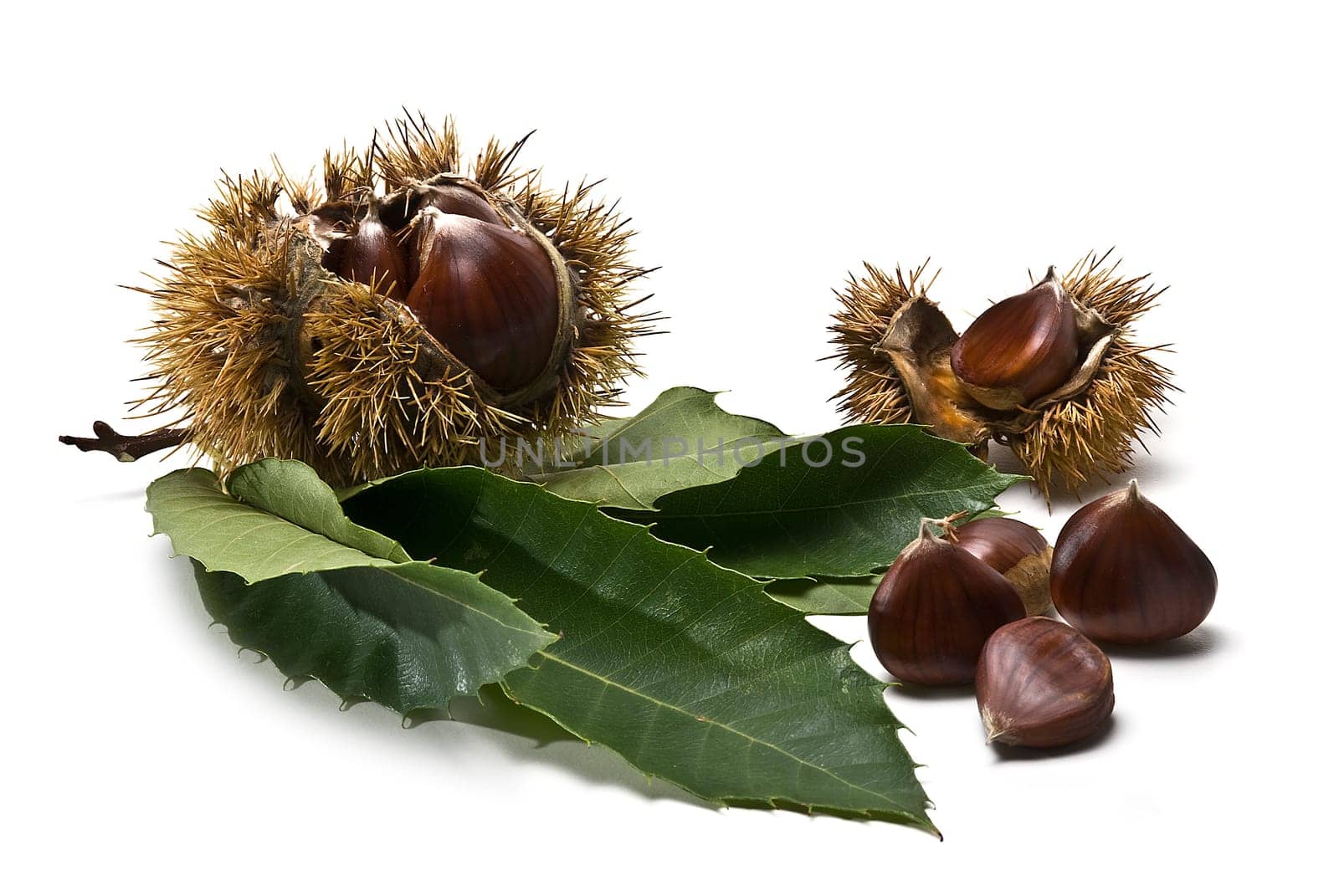 Some fresh chestnuts isolated over a white background.