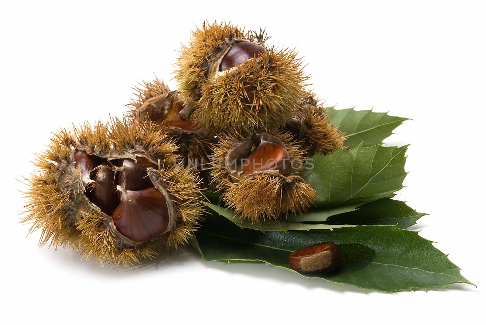 Some fresh chestnuts isolated over a white background.