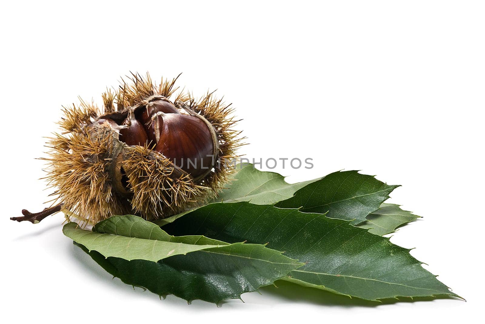 Some fresh chestnuts isolated over a white background.