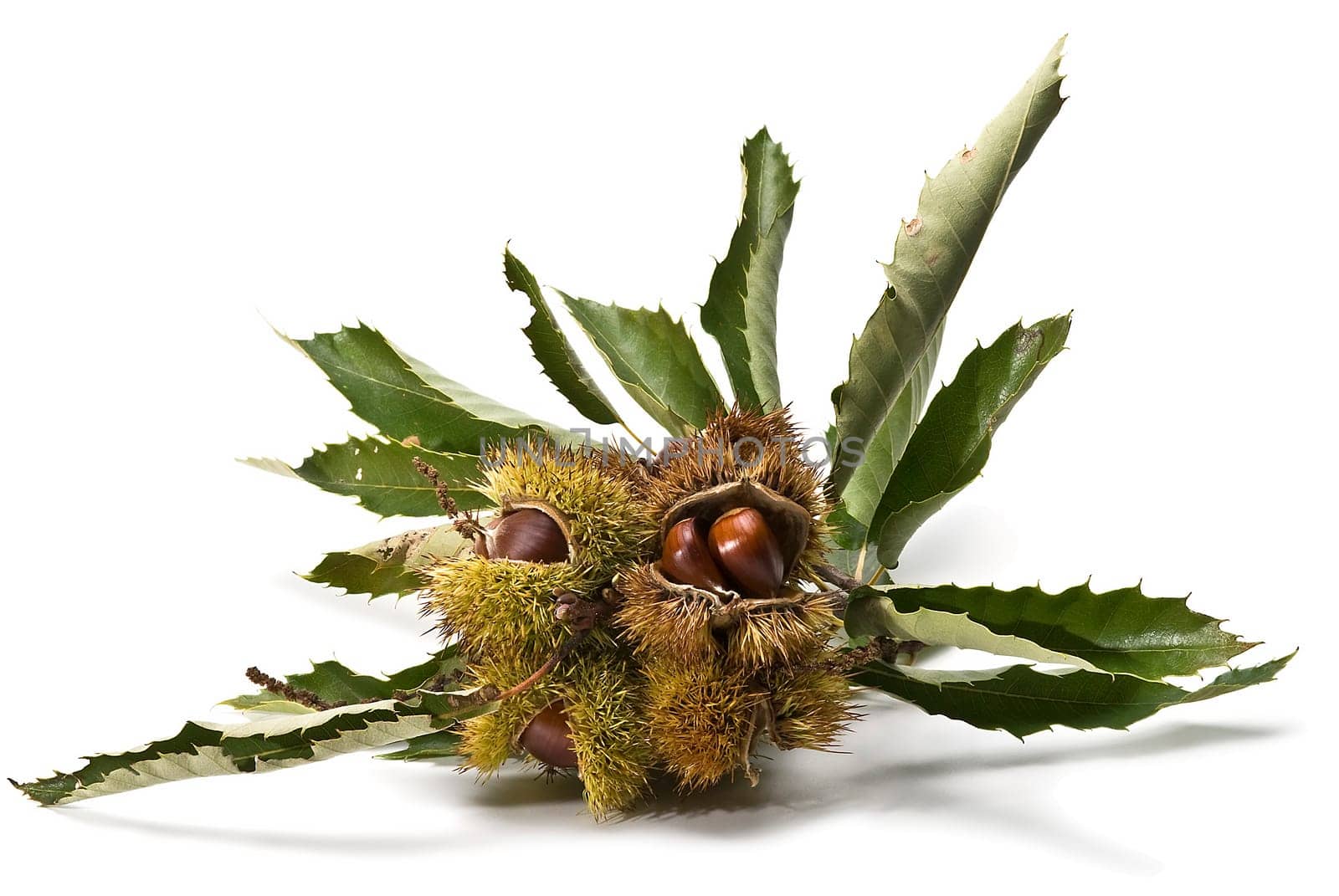 Some fresh chestnuts isolated over a white background.