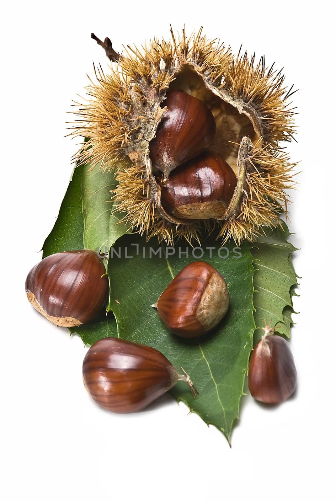 Some fresh chestnuts isolated over a white background.